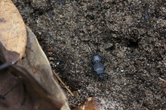 Allodahlia bispina