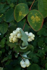 Symphoricarpos albus
