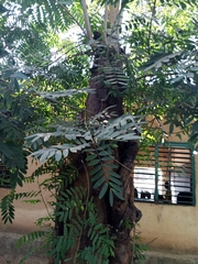Senna siamea
