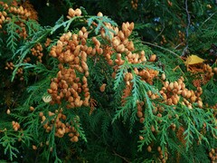 Thuja plicata