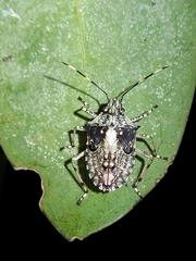 Bromocoris souefi