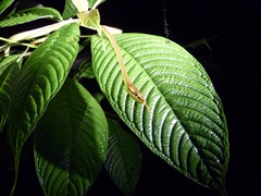 Oxybelis brevirostris