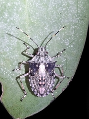 Bromocoris souefi