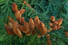 Thuja plicata