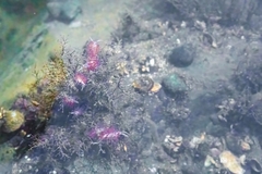 Cratena pawarshindeorum