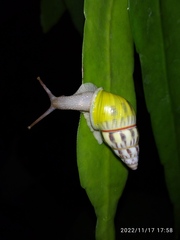 Amphidromus furcillatus