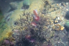 Cratena pawarshindeorum