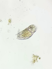 Mytilina