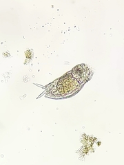 Mytilina