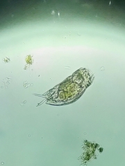 Mytilina