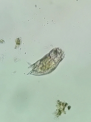 Mytilina