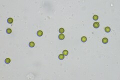 Disciseda candida