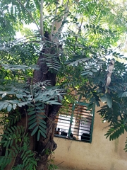 Senna siamea