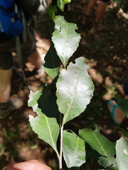 Maytenus undata