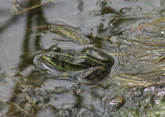 Pelophylax lessonae