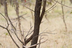 Acacia pubifolia