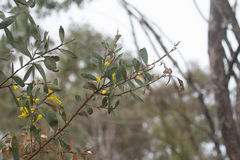 Acacia pubifolia