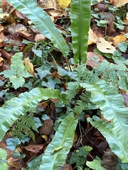 Asplenium scolopendrium scolopendrium