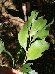 Maytenus undata