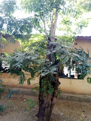 Senna siamea