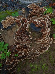 Trametes