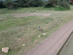 Lamprotornis superbus