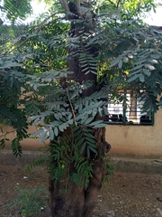 Senna siamea