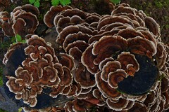Trametes