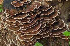 Trametes