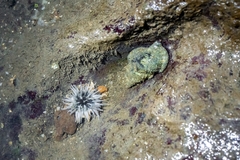 Anthopleura anjunae