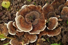 Trametes