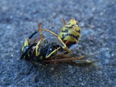 Vespula vulgaris