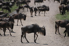 Connochaetes taurinus mearnsi