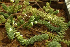 Sedum burrito