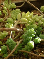 Sedum burrito