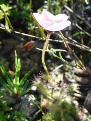 Drosera zeyheri
