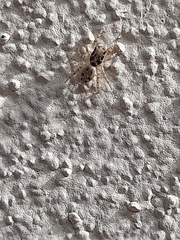 Salticus