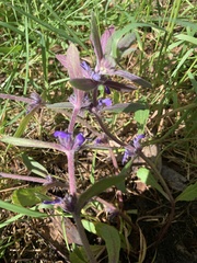 Ajuga