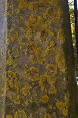 Xanthoria parietina