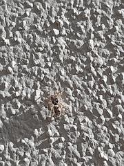 Salticus