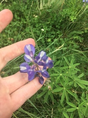 Lupinus argenteus palmeri