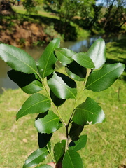 Maytenus undata