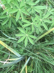 Lupinus argenteus palmeri