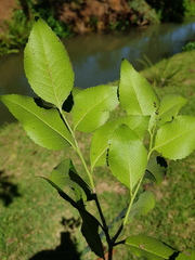 Maytenus undata