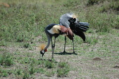 Balearica regulorum