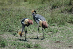 Balearica regulorum