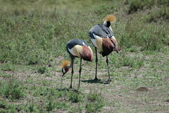 Balearica regulorum