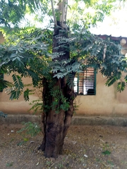 Senna siamea