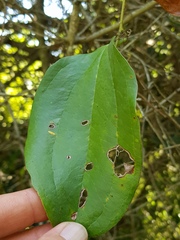 Smilax anceps