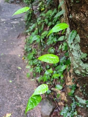 Ficus sarmentosa nipponica